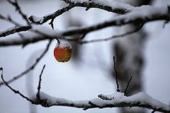фото "not giving up"