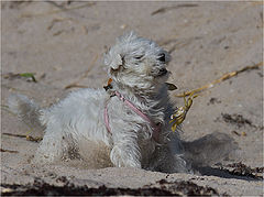 photo "Crab hunting"