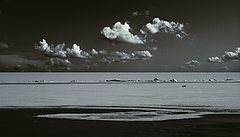 photo "a dog running down the sea"