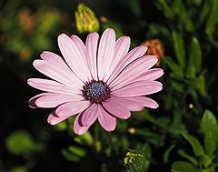 фото "Purple Wheel"