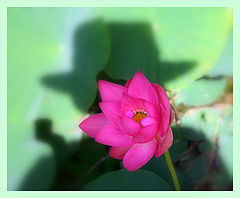 photo "***"
