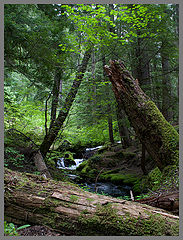 photo "Little creek in a rainforest"