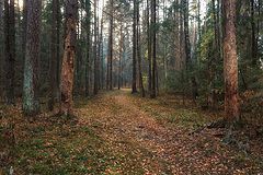photo "***"