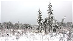 photo "gray gray winter day"