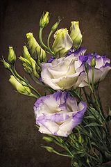 photo "***"