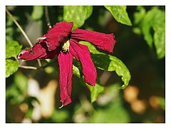 photo "Purple Flower Power"