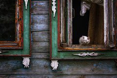 photo "***"