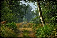photo "***"