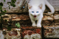 photo "***"
