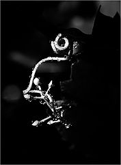 photo "***"