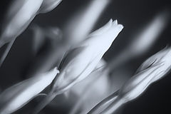 photo "***"