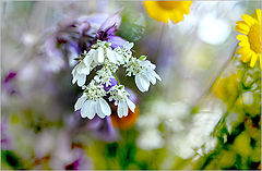 photo "цзет"
