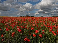 photo "Harvest Red"