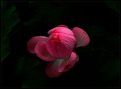 photo "Dance a lily on eyelash night..."