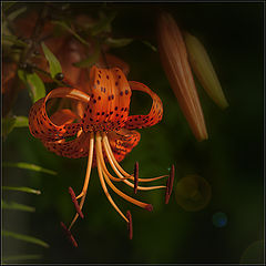 photo "***"