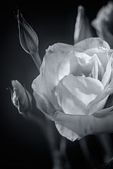 photo "***"