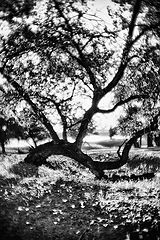 photo "The soul of a tree"