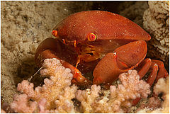 photo "Red in the Red Sea"