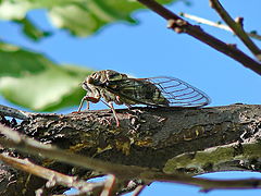 photo "Flies-orchestras."