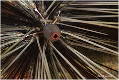 фото "The eye of the sea urchin"
