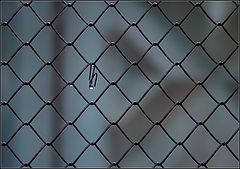photo "connection"