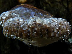 photo "The autumn cries."