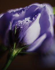 фото "***"