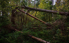 photo "***"