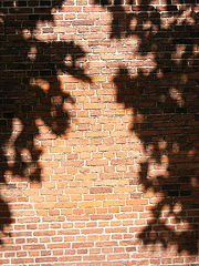 photo "Shadow"