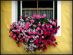 фото "Poetry flowers in window..."