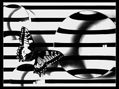 photo "***"