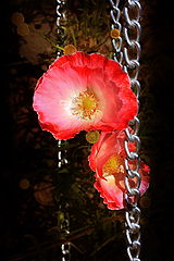фото "***"