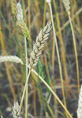 photo "ear"