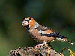 фото "Дубонос(Coccothraustes coccothraustes)"