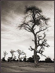 photo "***"