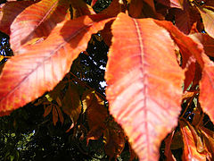 фото "Autumn"