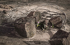 photo "***"