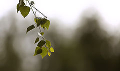 photo "***"
