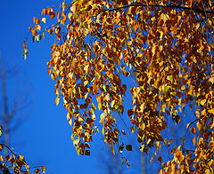 photo "***"
