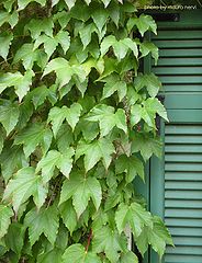 photo "corner in green"