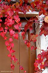 photo "autumn's colours"