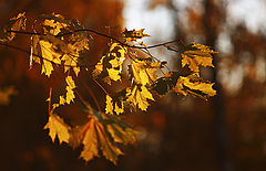 photo "***"