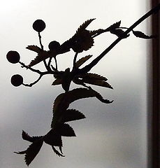 photo "***"