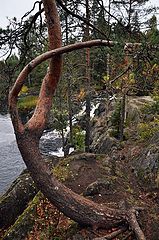 фото "извивы"