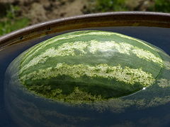 photo "The ripe"