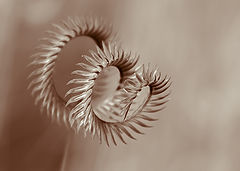 photo "***"
