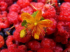 photo "Dessert with a smile"