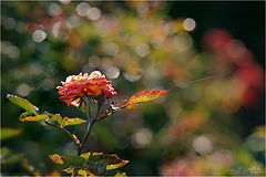 photo "***"