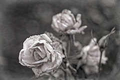 фото "***"