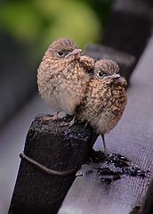photo "***"